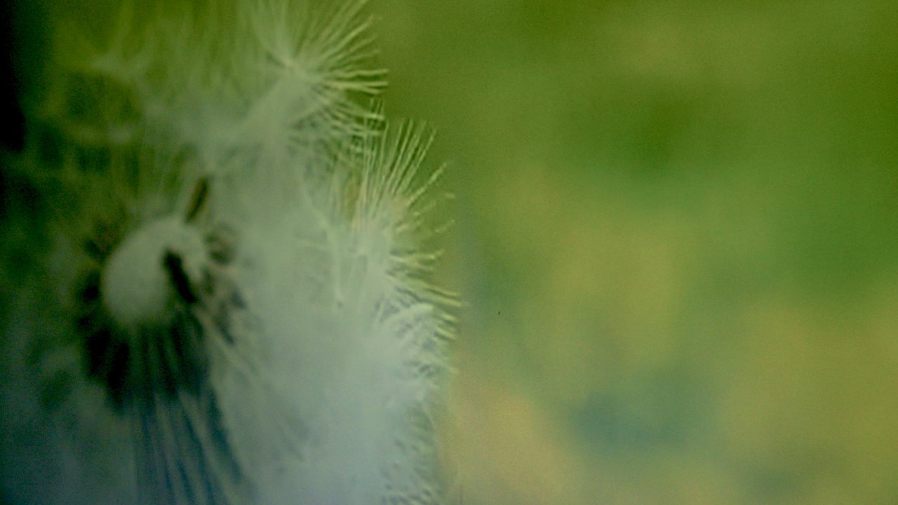 Lacunae